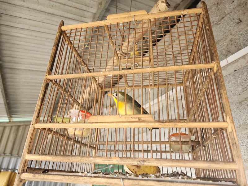 竹で作られた鳥籠