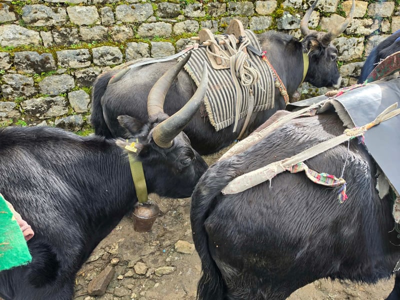 7b1bef3a-2a72-4800-9a70-5ff7431c2a81