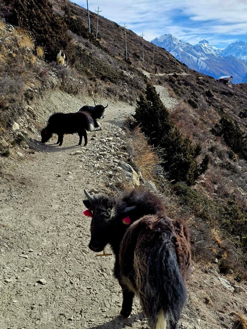 cfb7313b-c3a5-473b-a8a2-81a1111db350